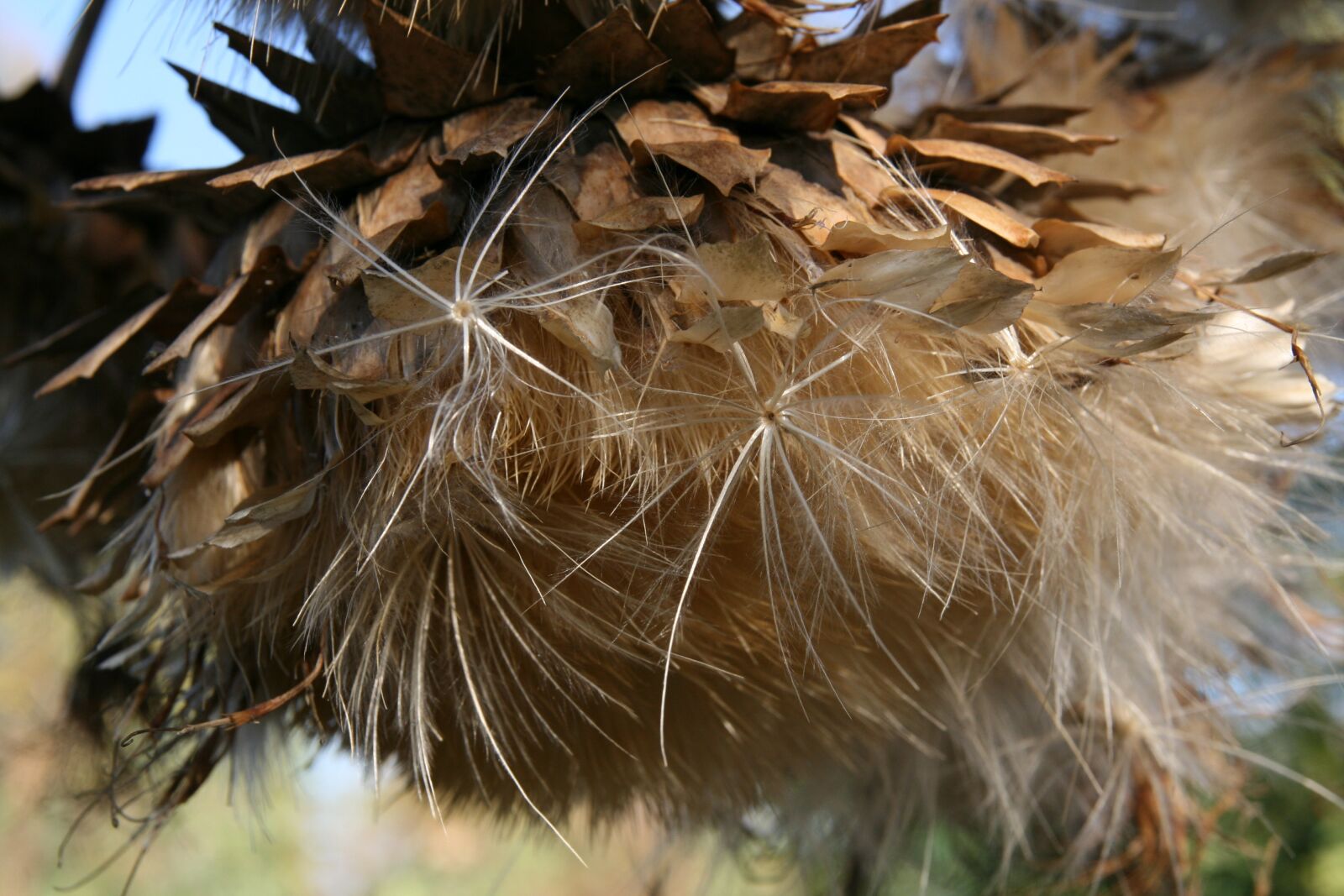 Canon EOS 400D (EOS Digital Rebel XTi / EOS Kiss Digital X) sample photo. Faded, flying seeds, artichoke photography