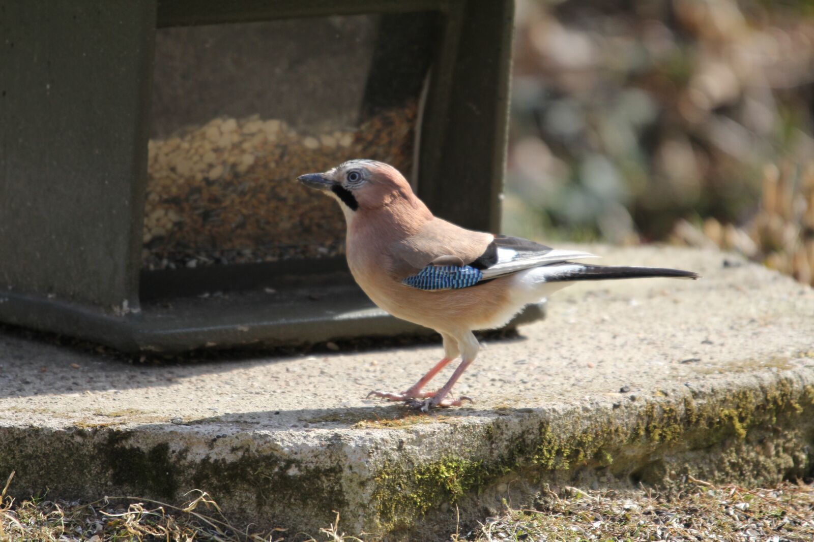 Canon EOS 60D sample photo. Jay, bird table, eichelh photography