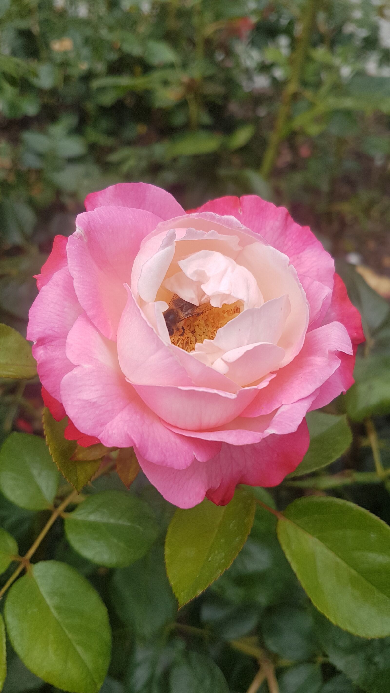Samsung Galaxy S7 sample photo. Flower, rose, blossom photography