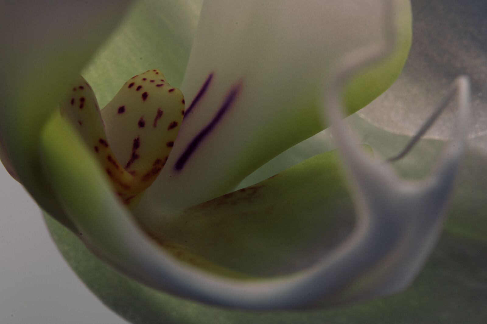Canon EOS 750D (EOS Rebel T6i / EOS Kiss X8i) sample photo. Flower, petal, stem photography