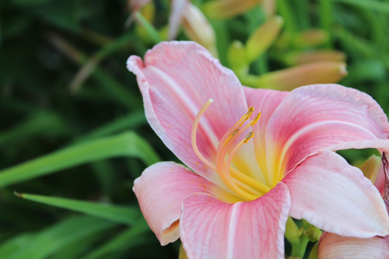 Canon EOS 1300D (EOS Rebel T6 / EOS Kiss X80) sample photo. Flowers, close up shot photography