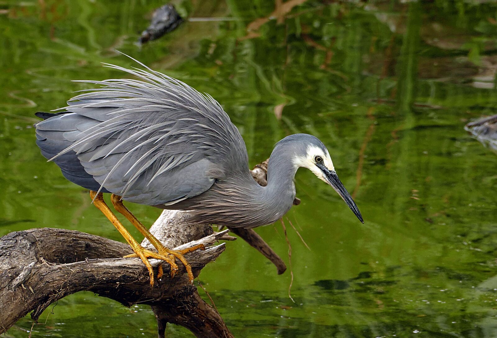 Panasonic Lumix DMC-FZ1000 sample photo. White faced heron, bird photography