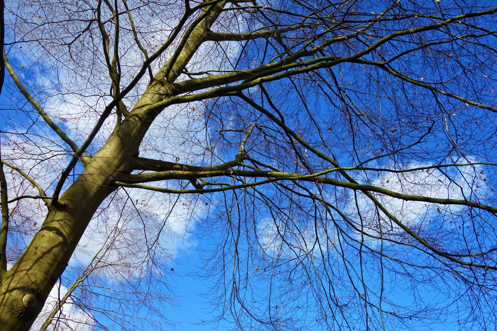 Sony Cyber-shot DSC-RX100 sample photo. Tree, trunk, branch photography