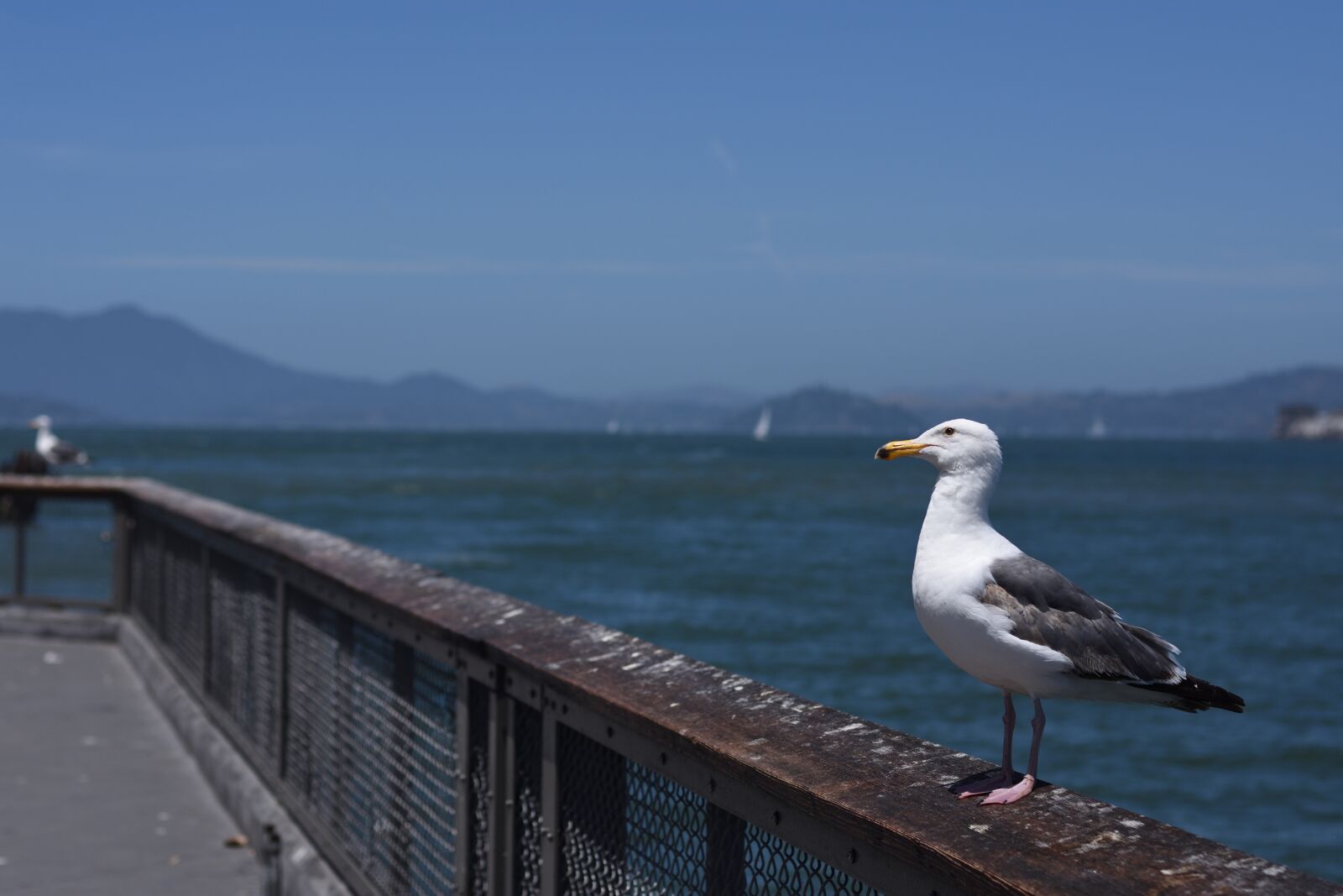 Nikon D7200 sample photo. Seagull, bird, birds photography