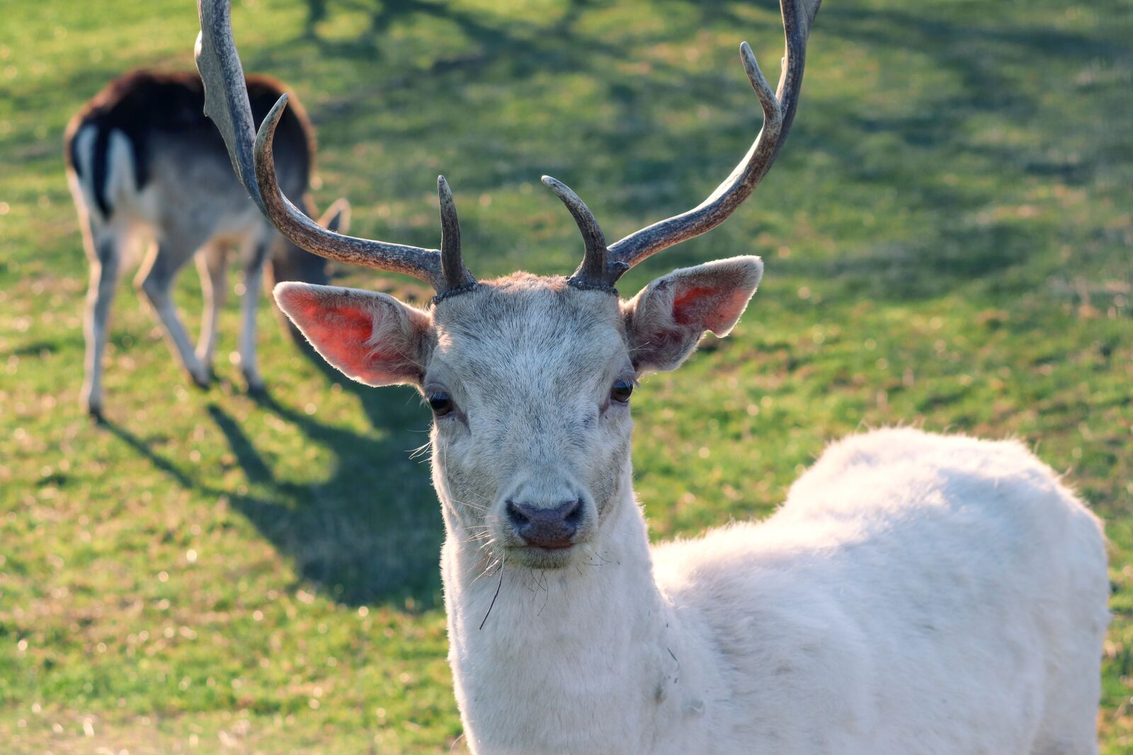 Canon EOS 200D (EOS Rebel SL2 / EOS Kiss X9) sample photo. Fallow deer, white, hirsch photography