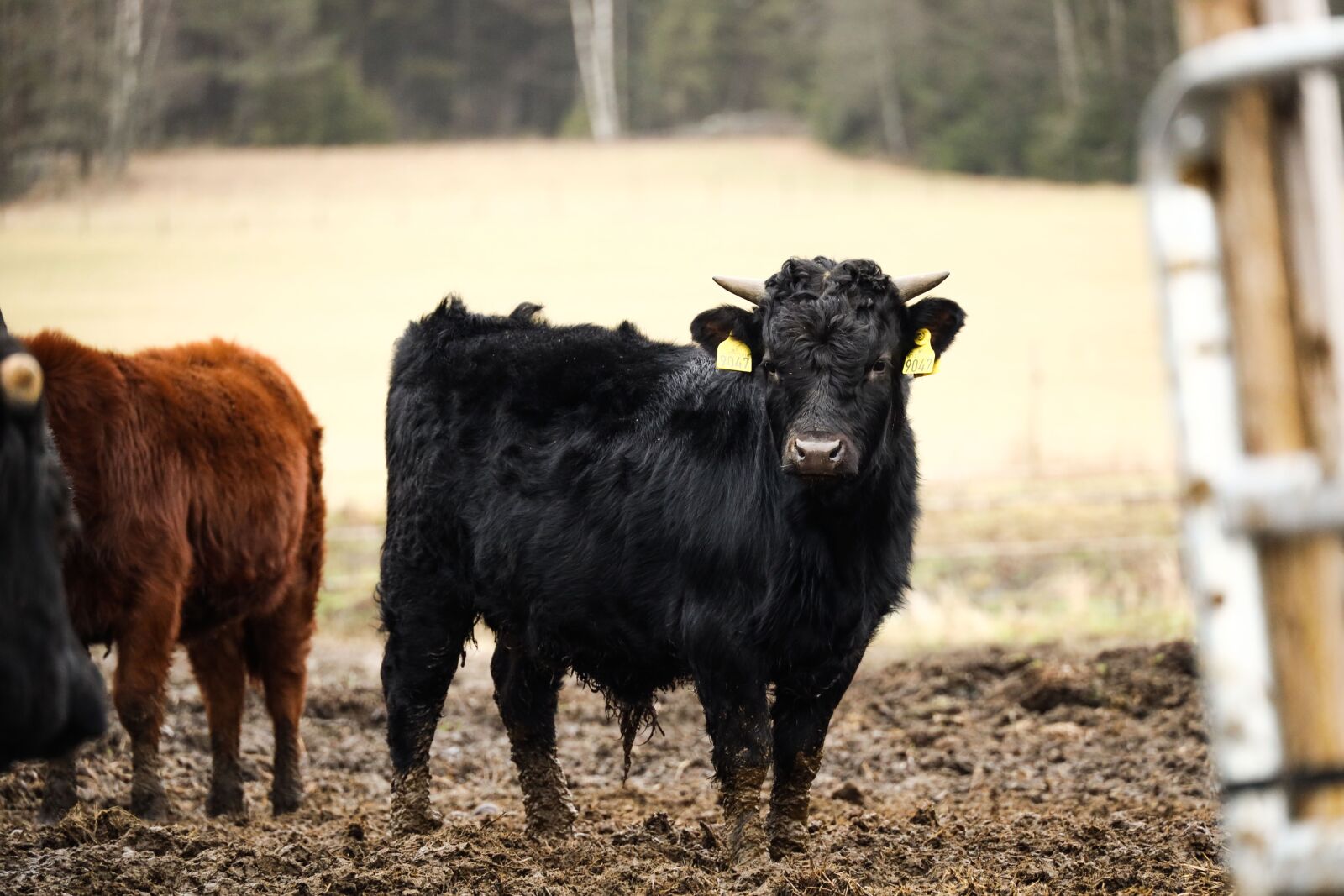 Canon EOS R sample photo. Cow, ox, bull photography