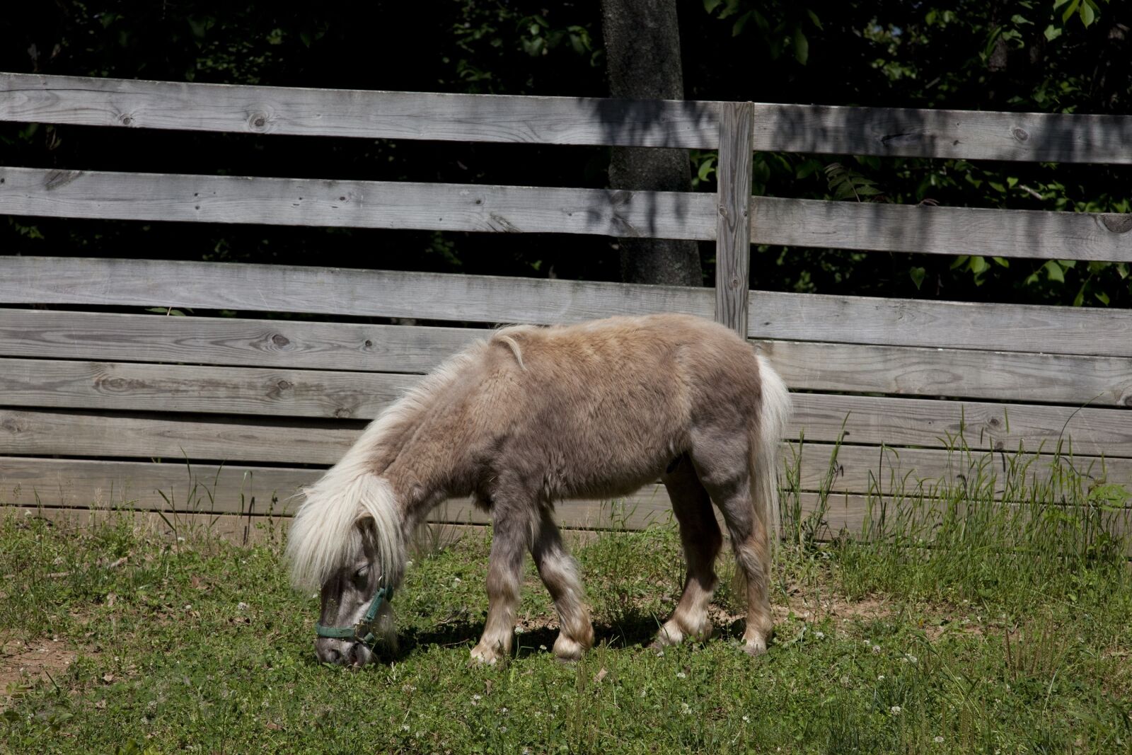 Canon EOS 5D Mark II sample photo. Horse, corral, grazing photography
