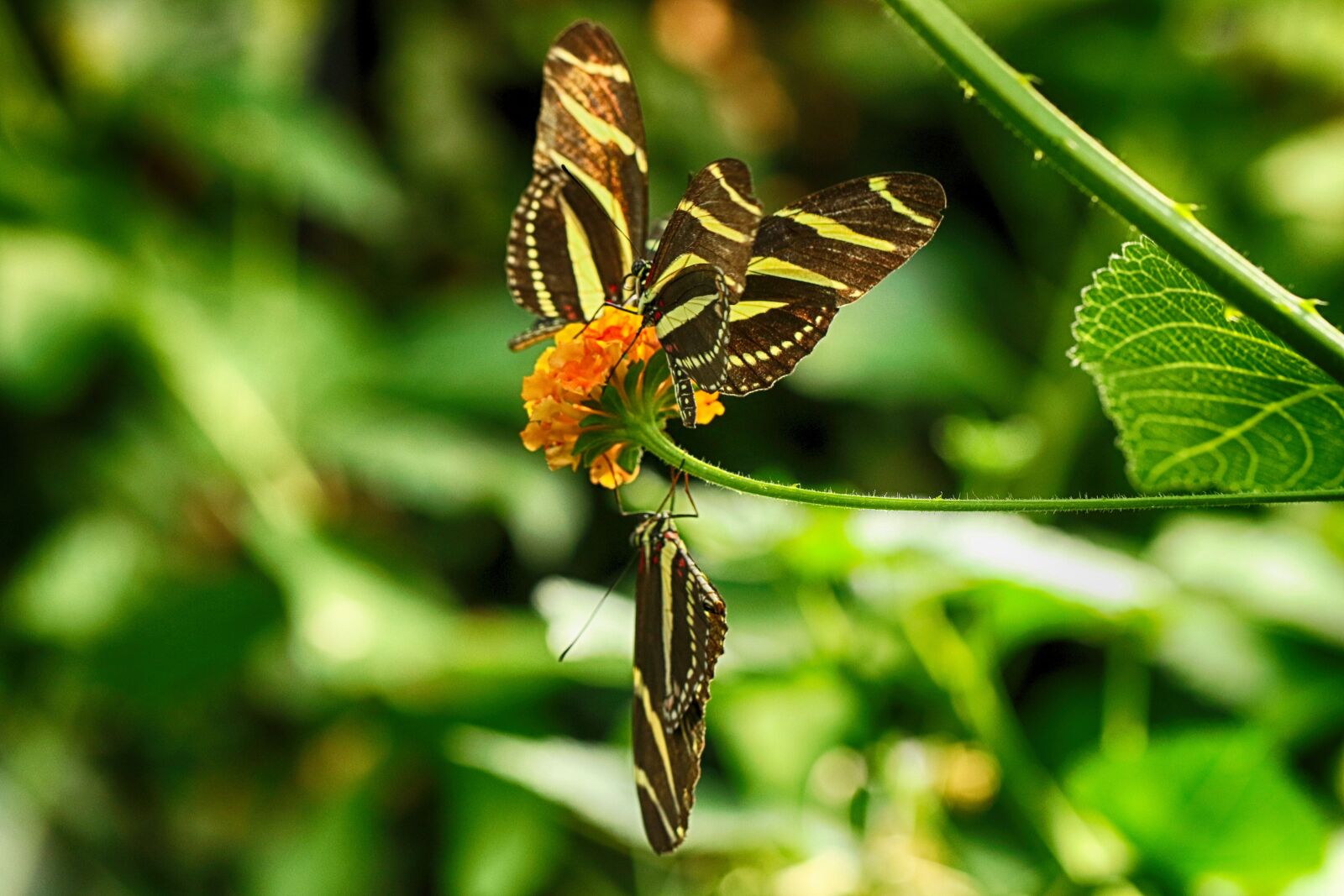 Canon EOS 7D Mark II sample photo. Butterfly, flower, tropical photography