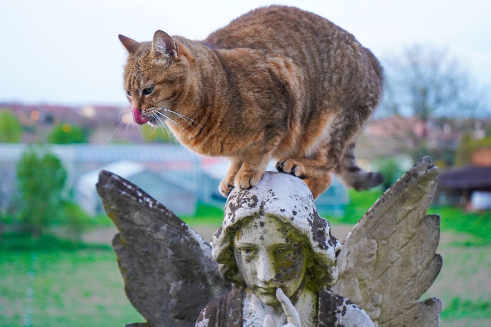 Sony a7 III + Sony FE 28-70mm F3.5-5.6 OSS sample photo. Angel, cat, language photography