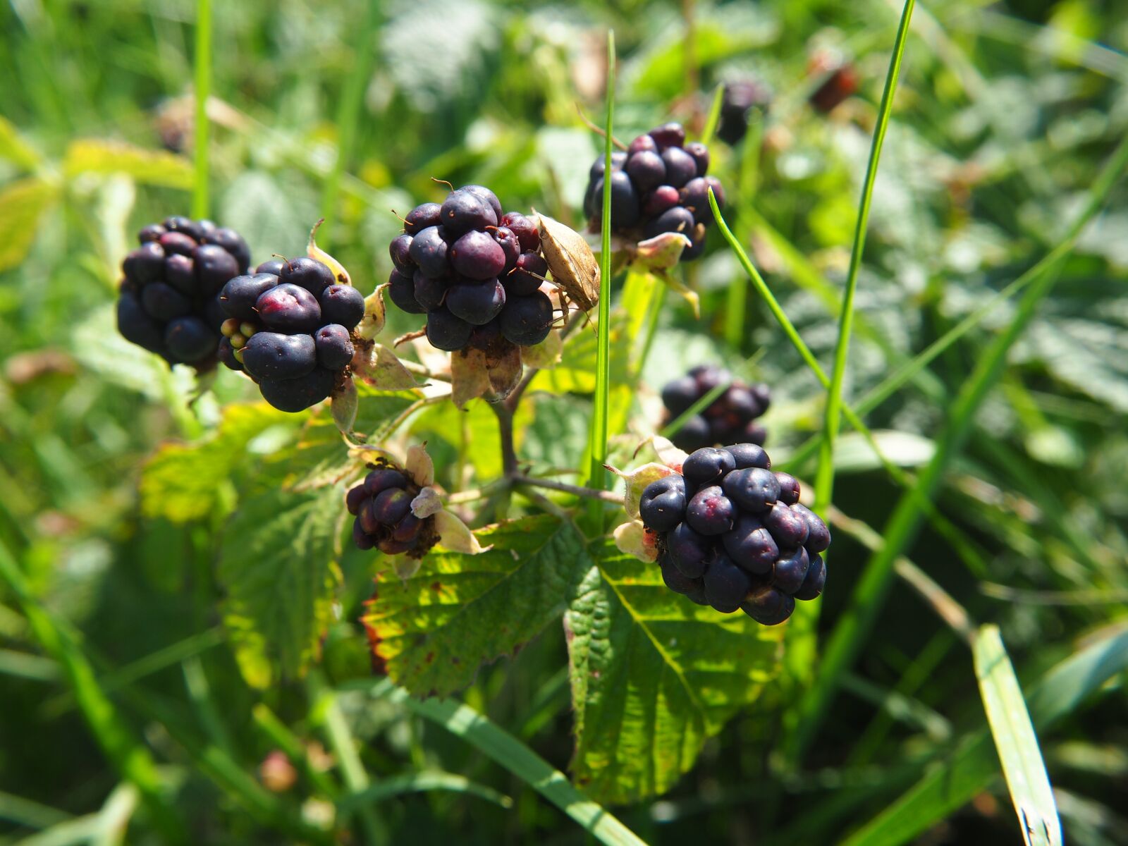 Olympus OM-D E-M10 sample photo. Berries, blue, grass photography