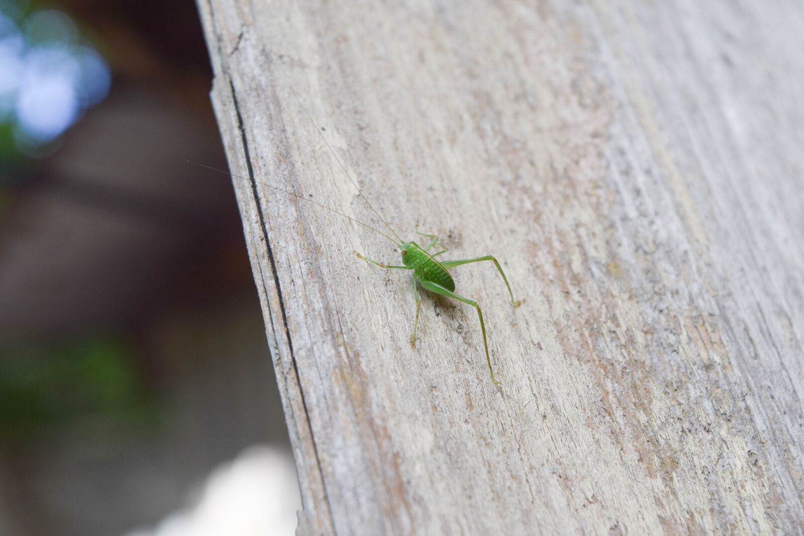 Nikon D3300 sample photo. Insect, green insect, long photography