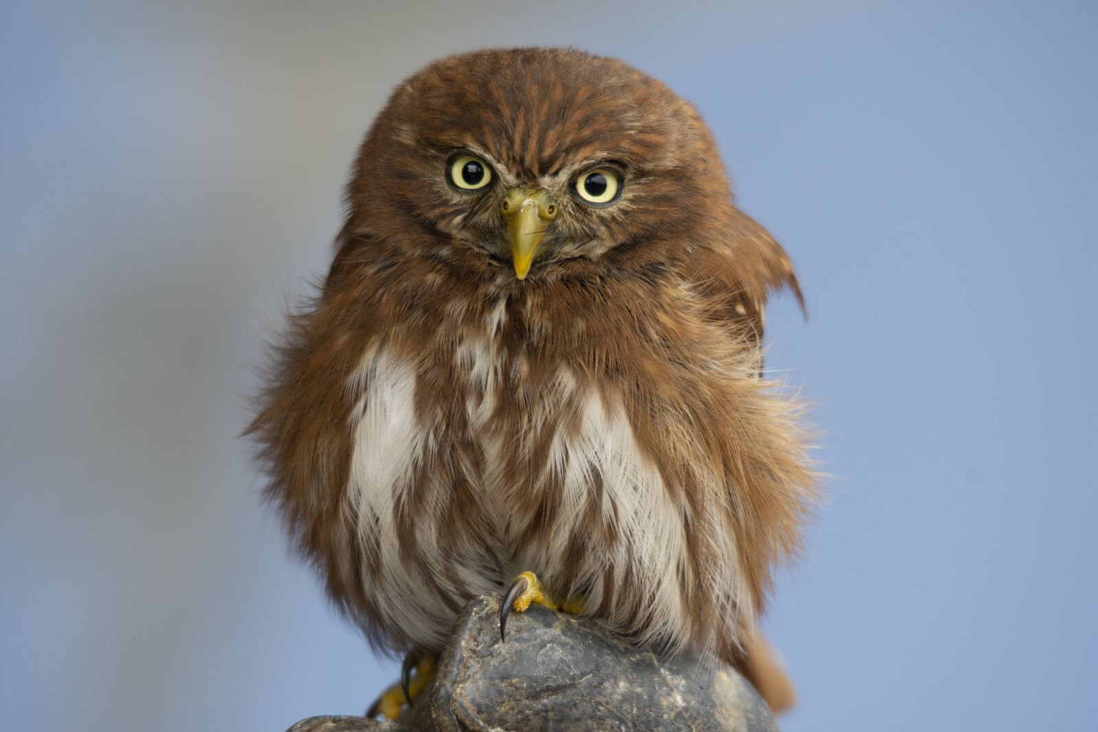 Nikon D7200 sample photo. Pygmy, bird of prey photography