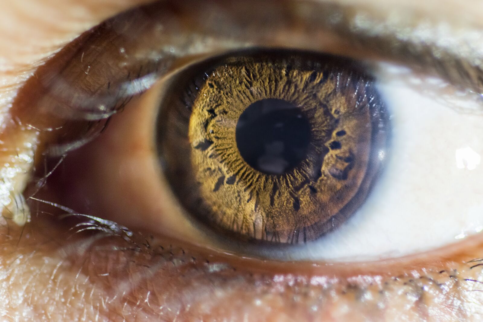 Nikon D5500 sample photo. Eyes, macro, deep photography