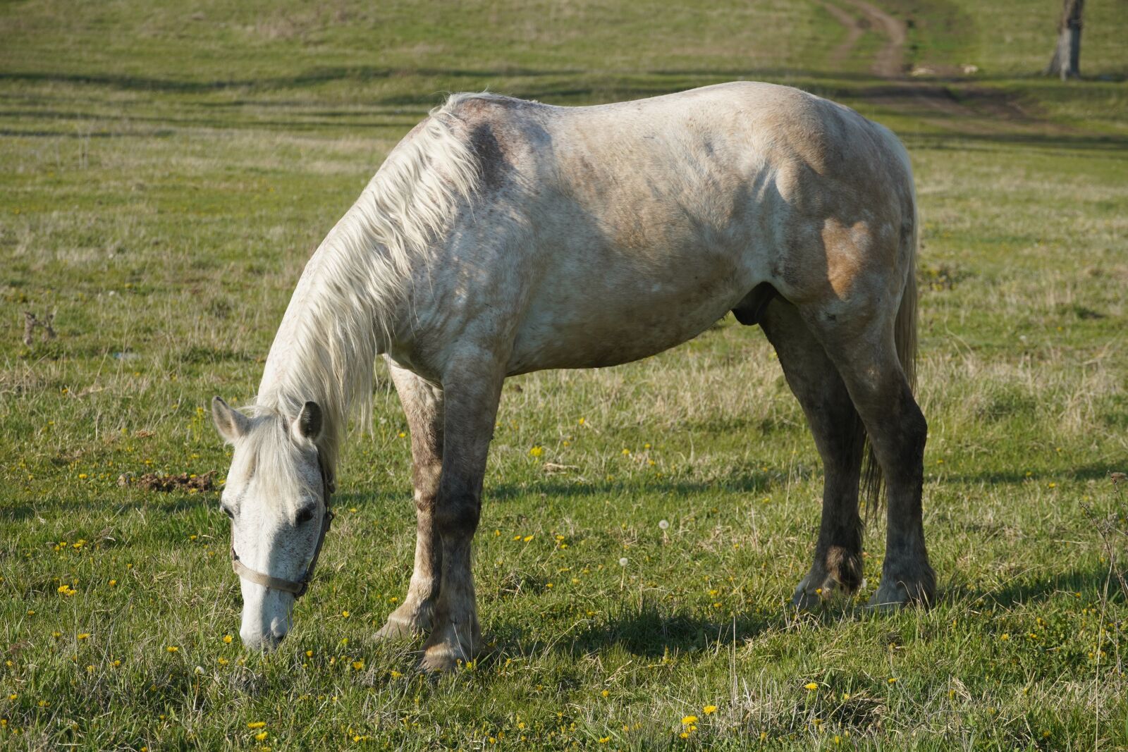 Sony a6400 sample photo. White horse, animal, grass photography