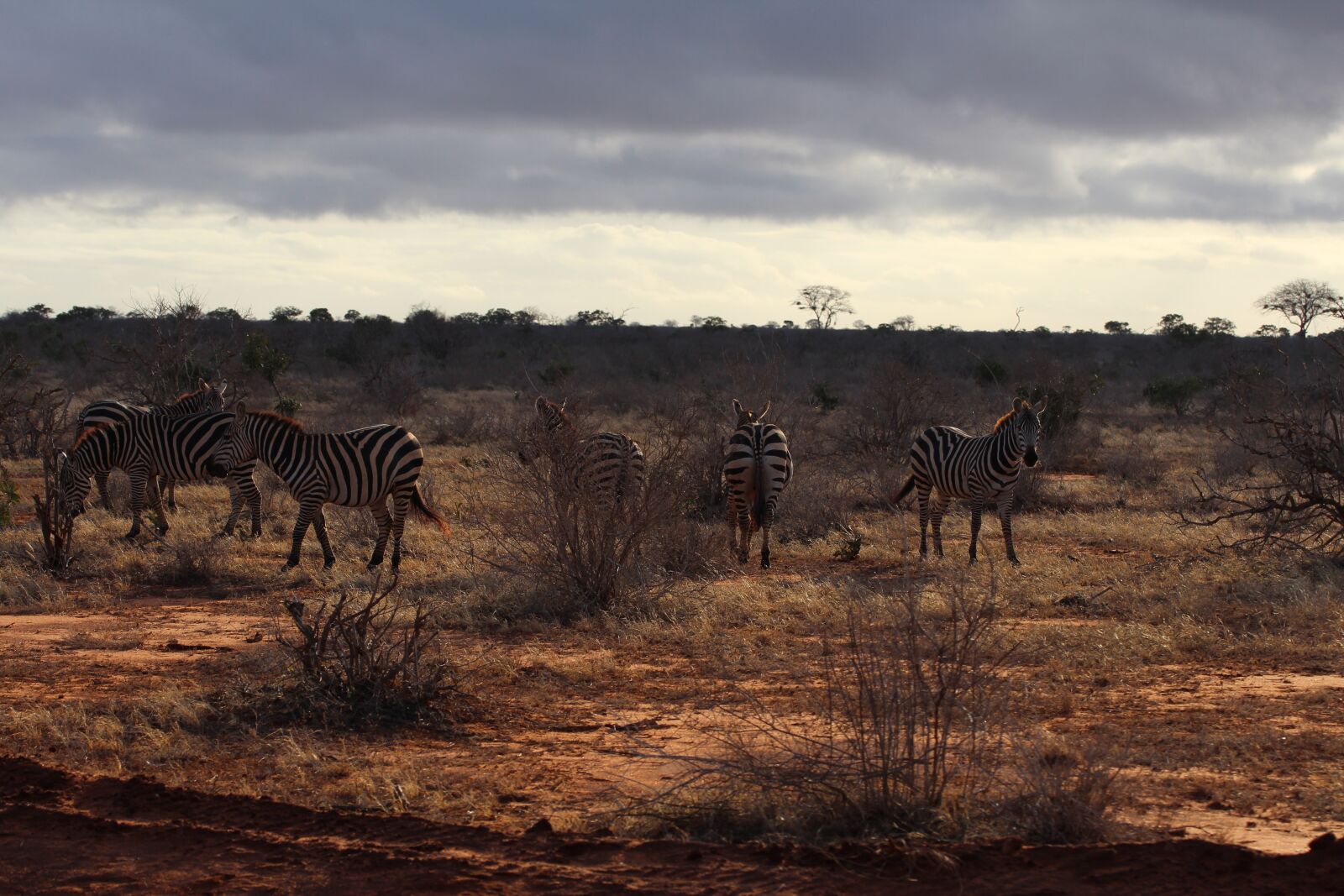 Canon EOS 600D (Rebel EOS T3i / EOS Kiss X5) sample photo. Zebra, kenia, kenya photography