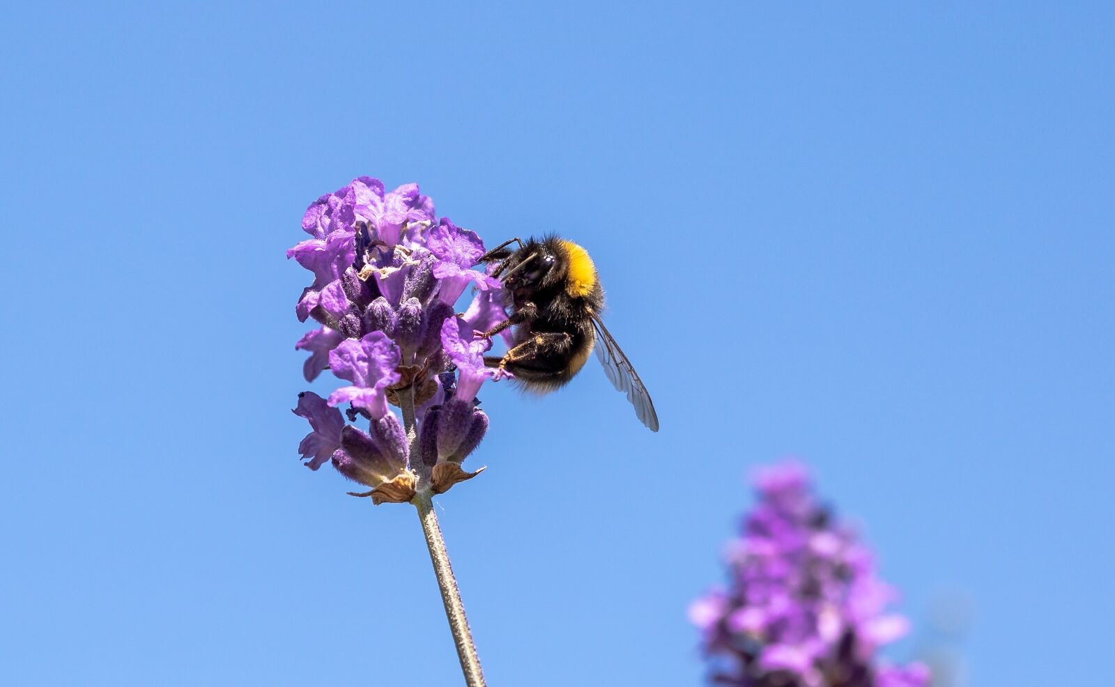 Canon EOS 750D (EOS Rebel T6i / EOS Kiss X8i) sample photo. Hummel, garden bumblebee, bombus photography