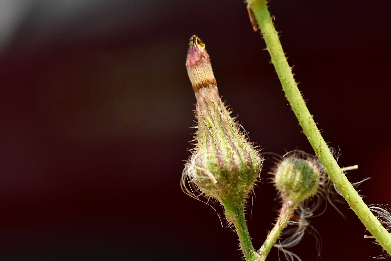Nikon D500 sample photo. Flower buds, burgeon, flourish photography