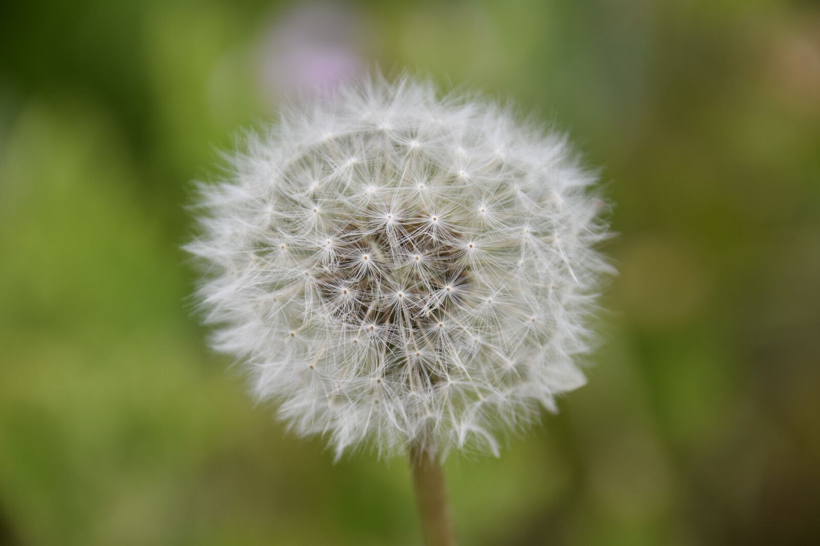 Nikon D5600 sample photo. Egret, dandelion, wild plants photography