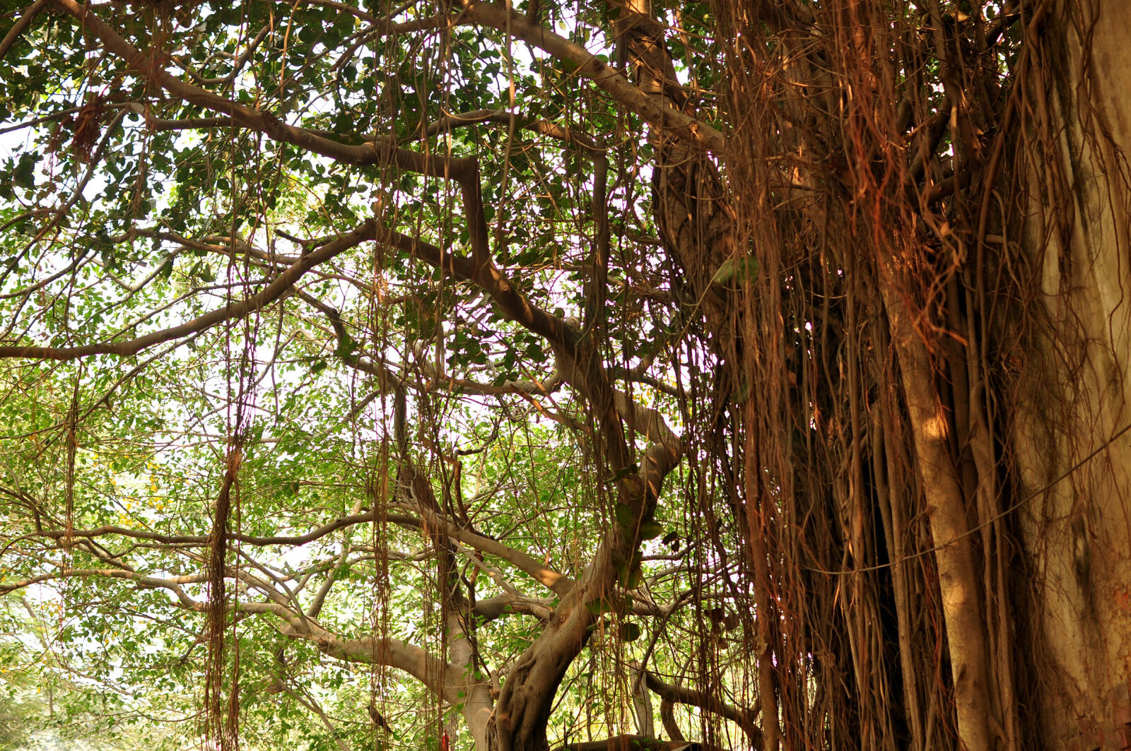 Nikon AF-S DX Nikkor 35mm F1.8G sample photo. Asia, india, nature, summer photography
