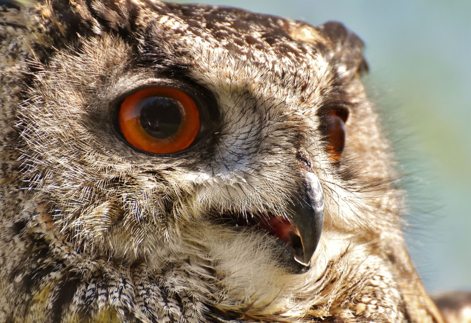 Nikon D7200 sample photo. Owl, bird, feather photography