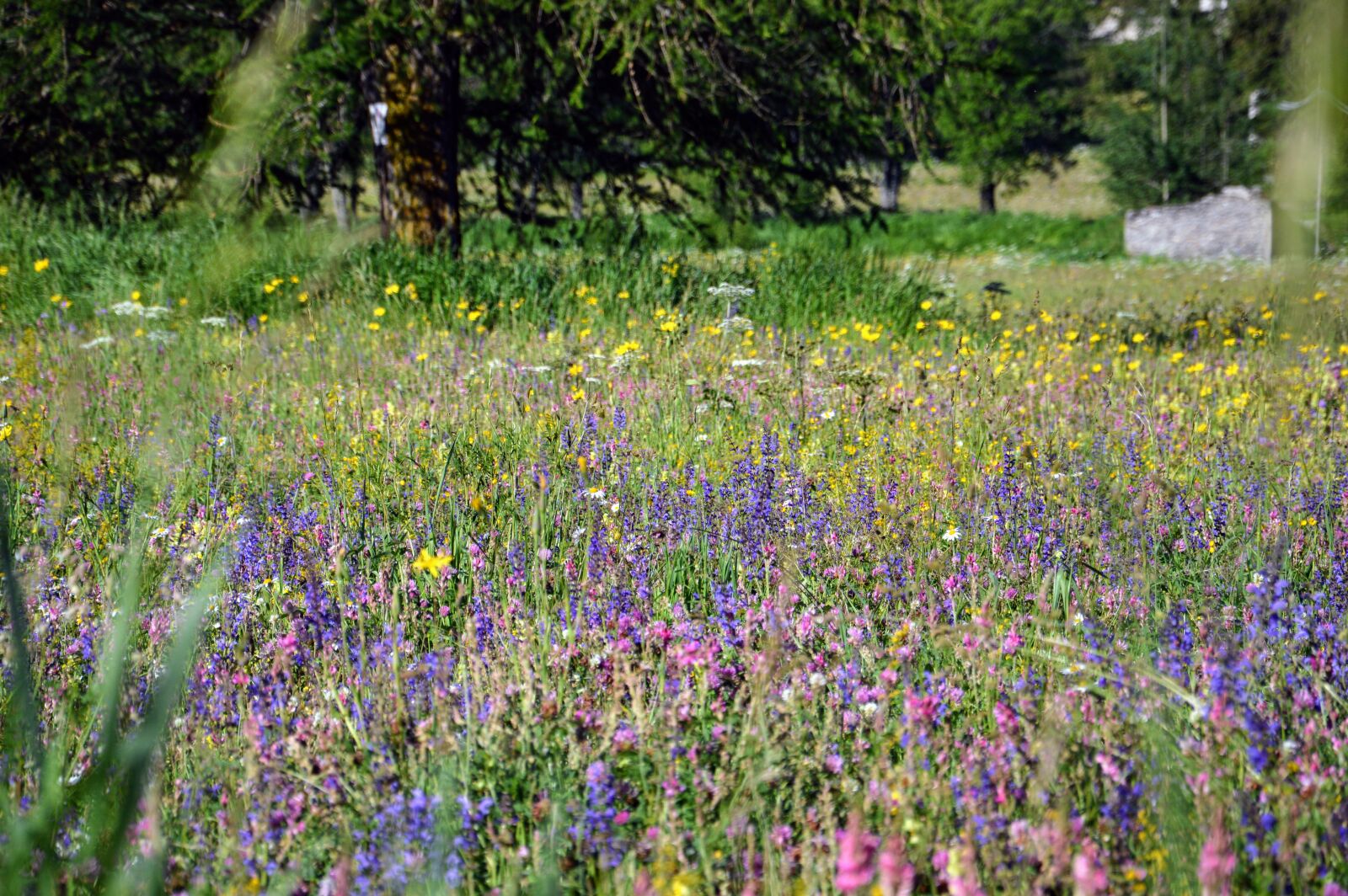 Nikon D3200 sample photo. Flowers, field, mountain photography