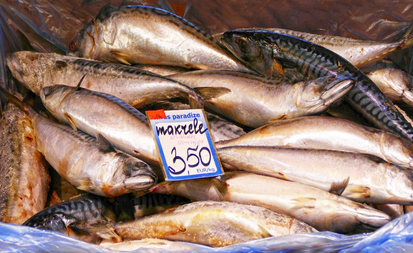 Panasonic Lumix DMC-FZ1000 sample photo. Fish, mackerel, freshly caught photography