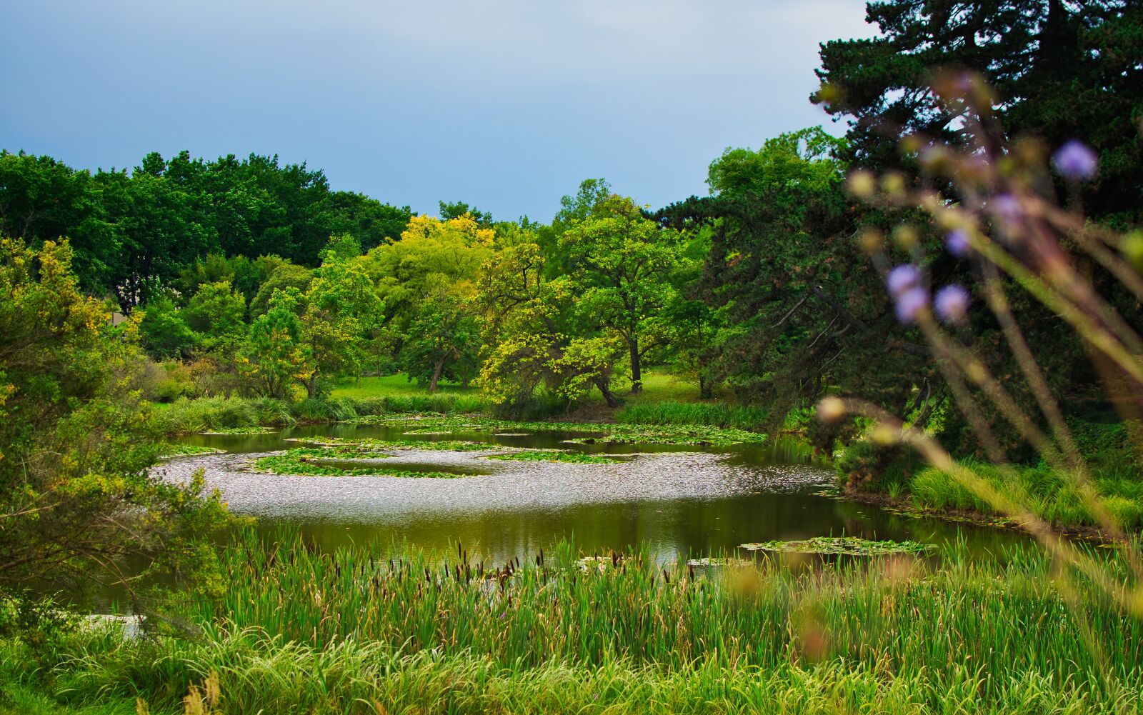 Nikon D5300 sample photo. Pond, park, nature photography