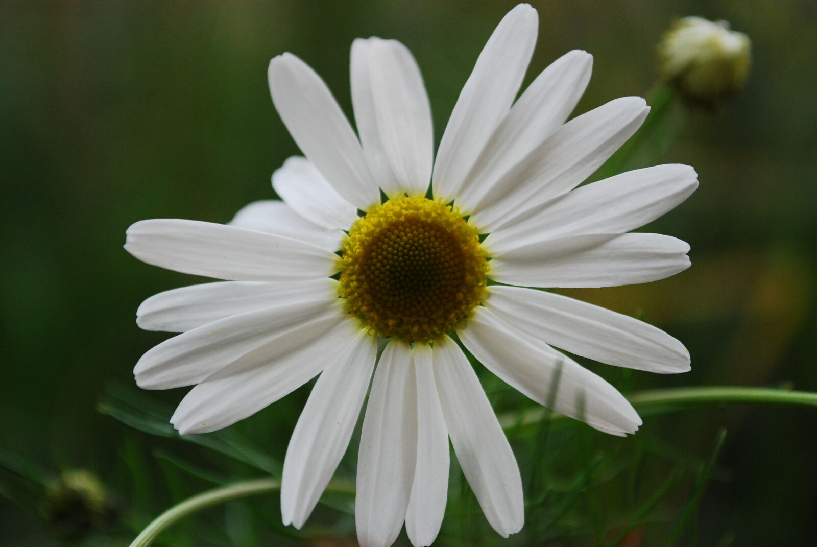 Nikon D80 sample photo. Close, up, photo, white photography