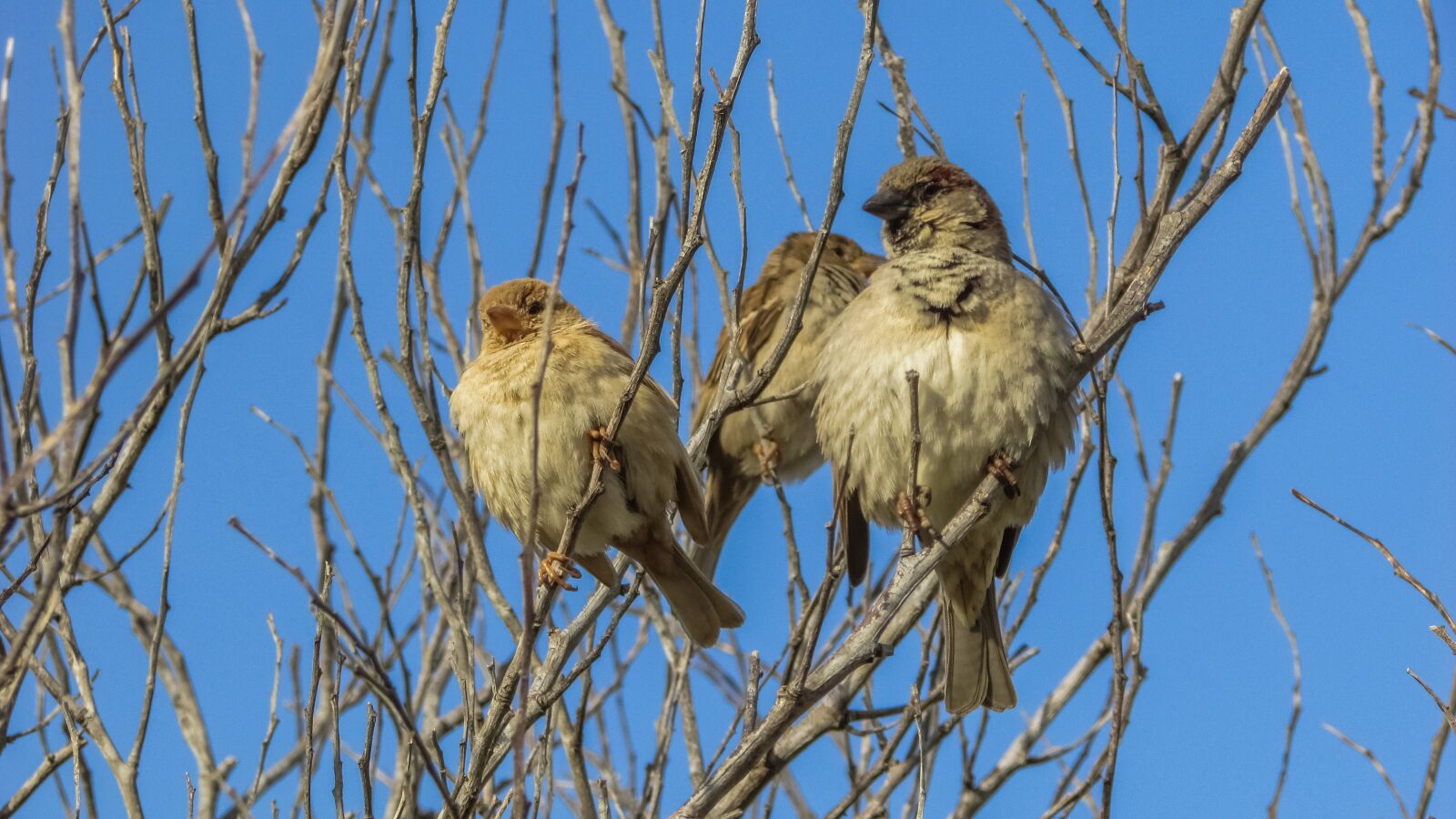 Canon PowerShot SX400 IS sample photo. Sparrows, tree, bird photography