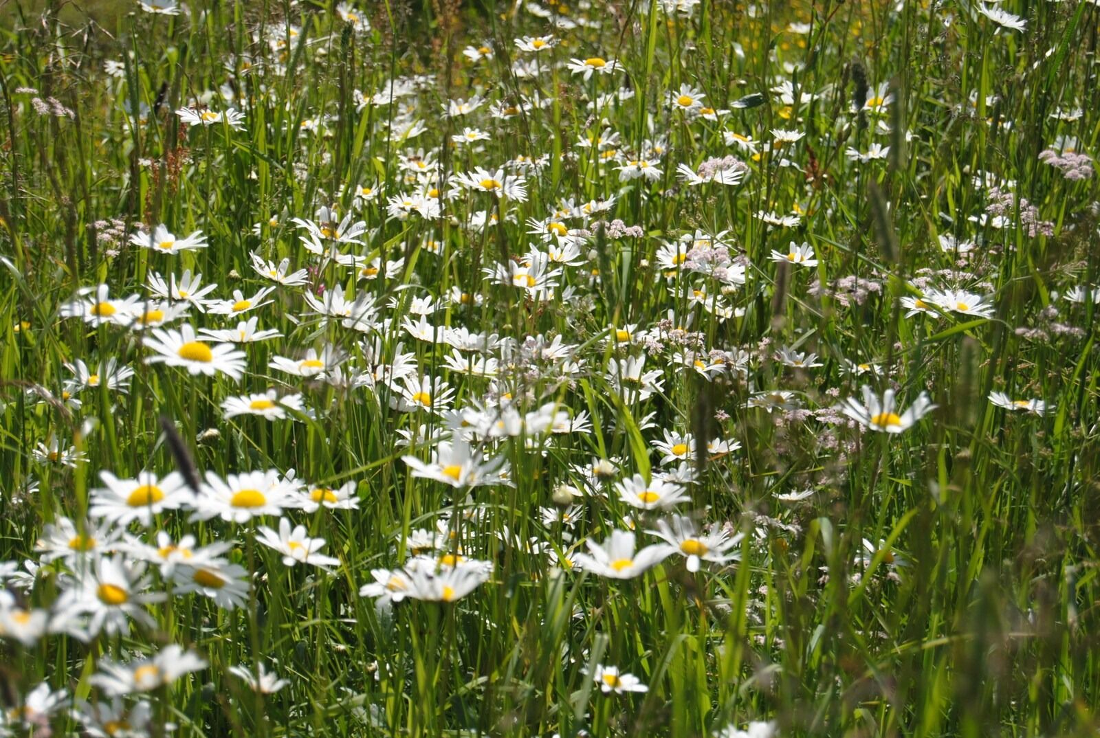 Nikon D3000 sample photo. Flowers, wildflowers, summer photography