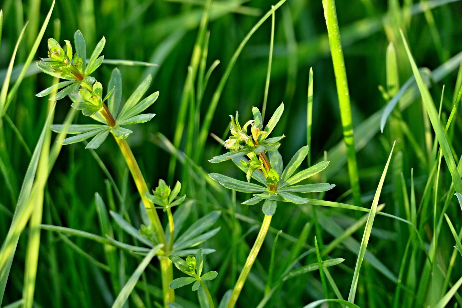 Panasonic Lumix DMC-FZ1000 sample photo. Grass, meadow, nature photography