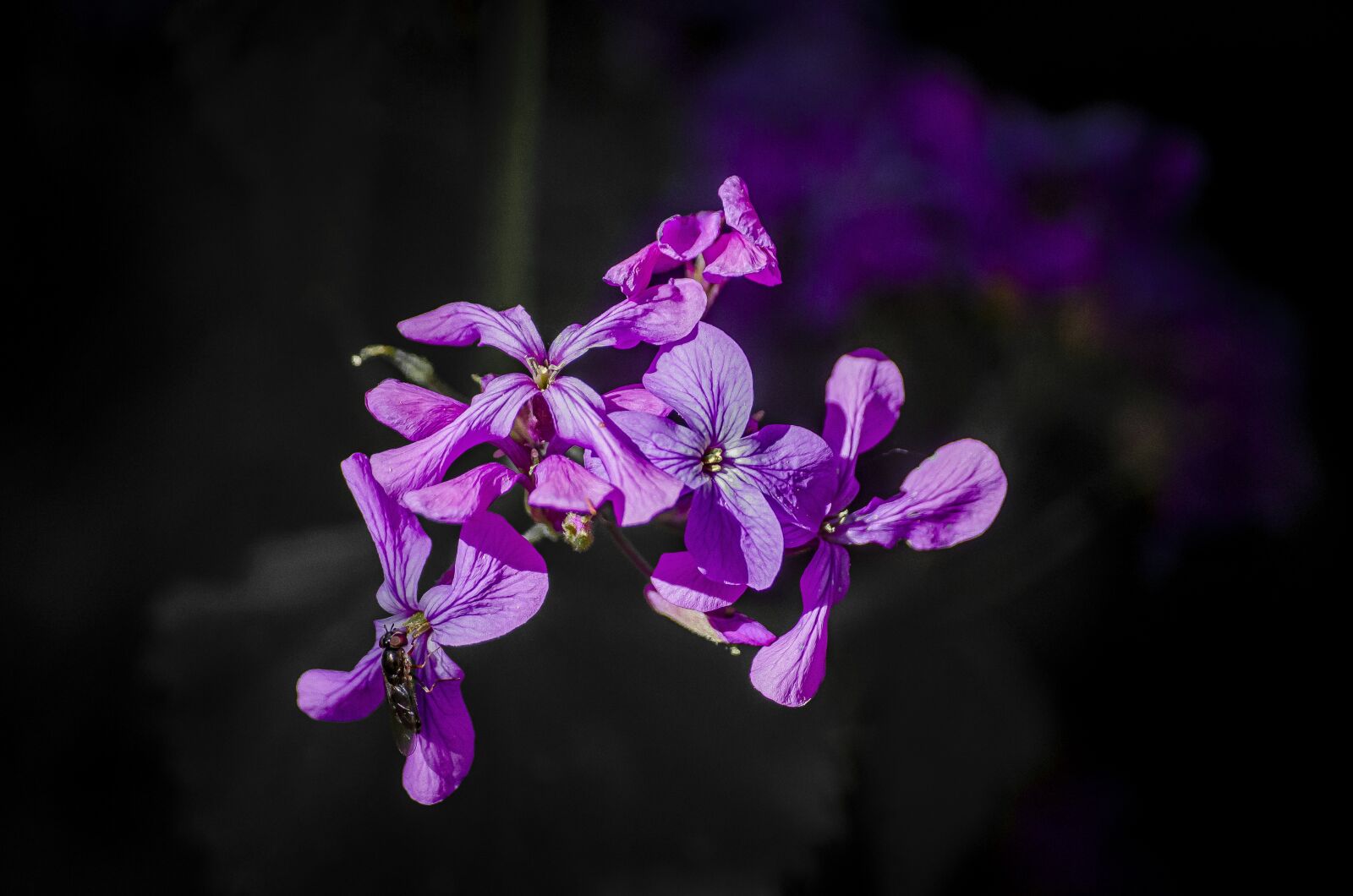 Nikon D7000 sample photo. Flower, violet, nature photography