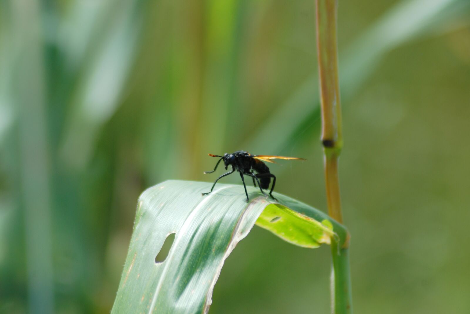 Nikon D200 sample photo. Insect regional, flying, sting photography
