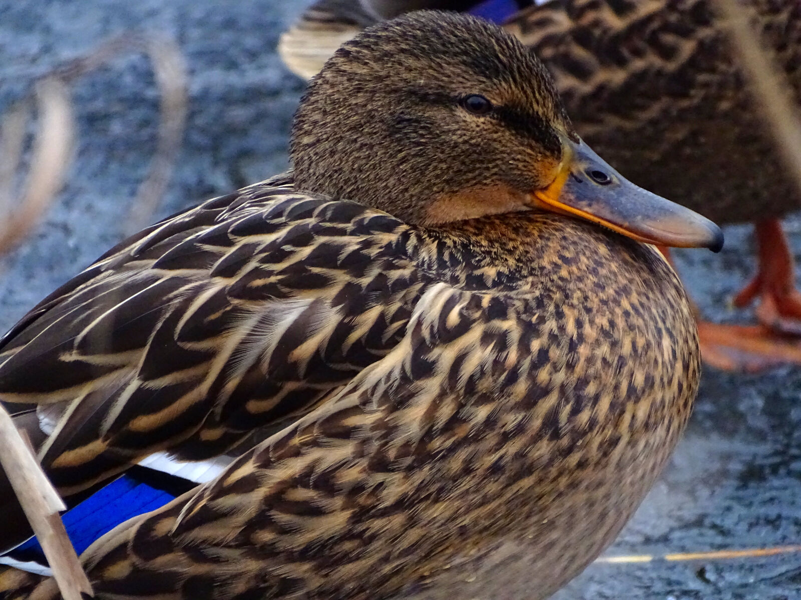 Sony Cyber-shot DSC-HX350 sample photo