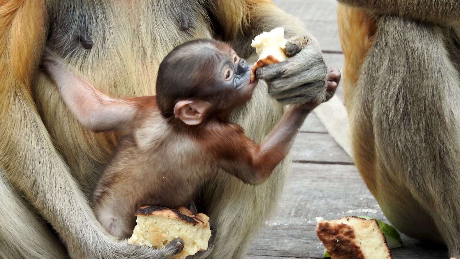 Nikon Coolpix P610 sample photo. Borneo, sepilok, proboscis monkey photography