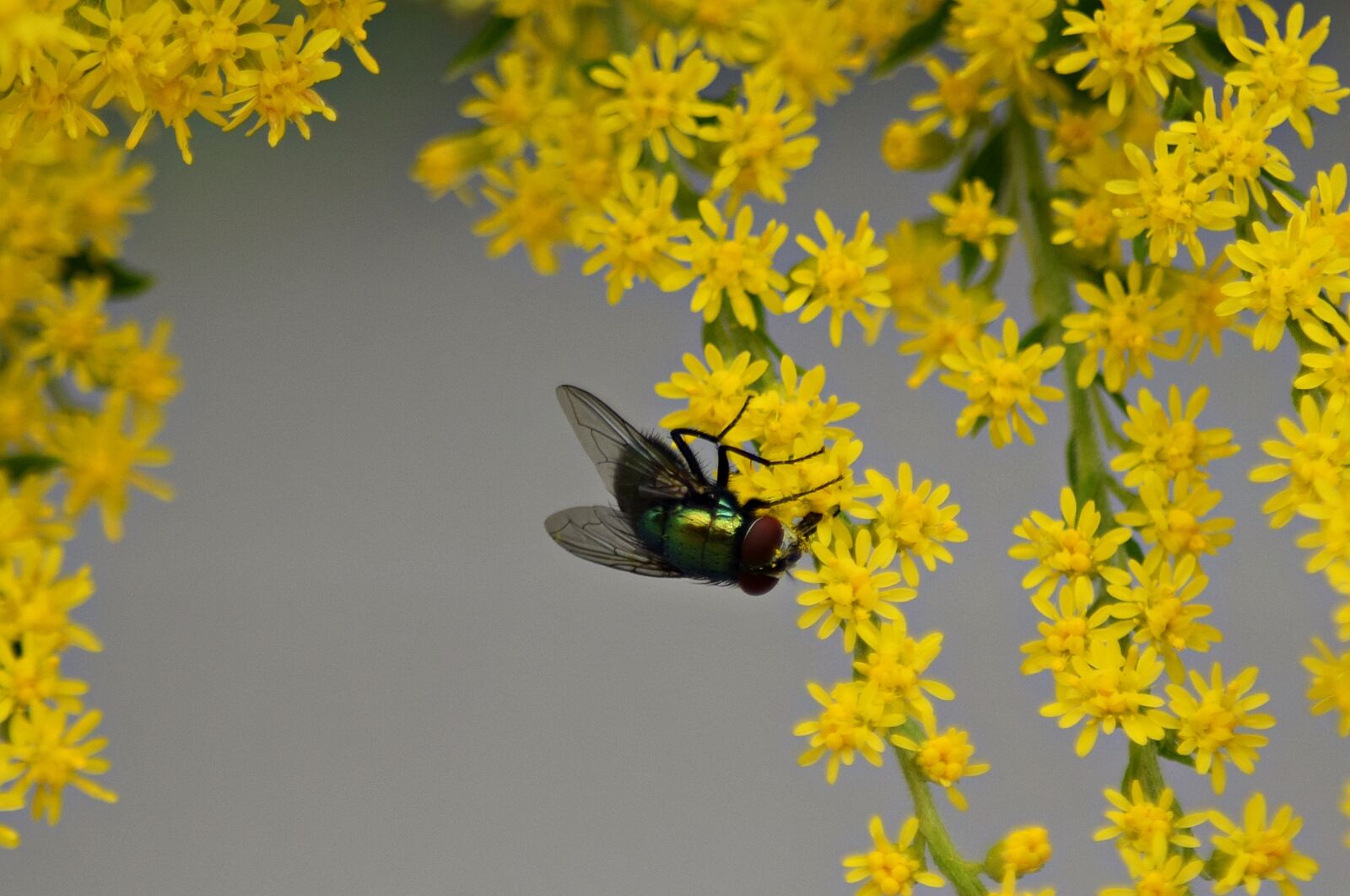 Nikon D5300 sample photo. Mucha, flowers, macro photography