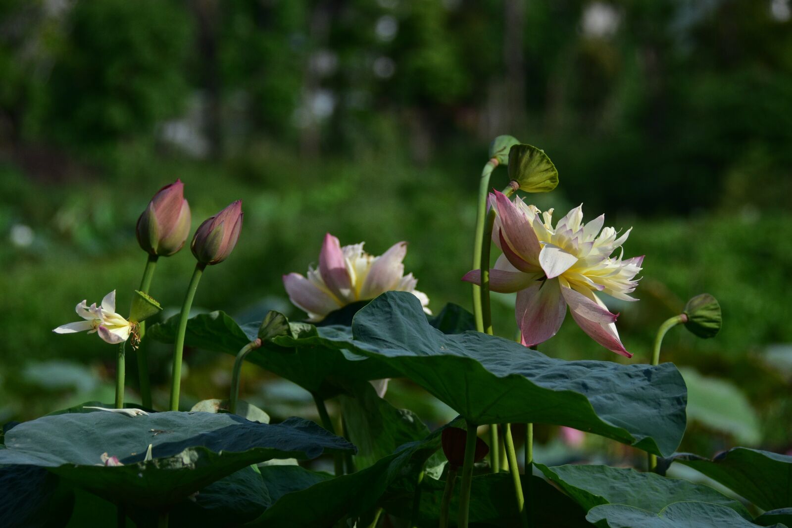 Nikon D7200 sample photo. Lotus, flowers, petals photography