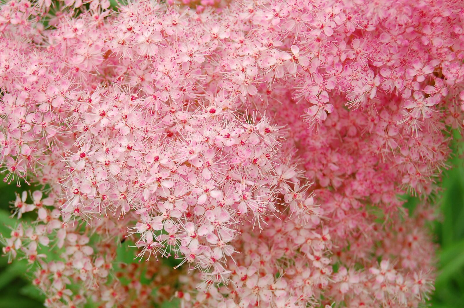 Nikon D40 sample photo. Meadowsweet, pink, plant photography