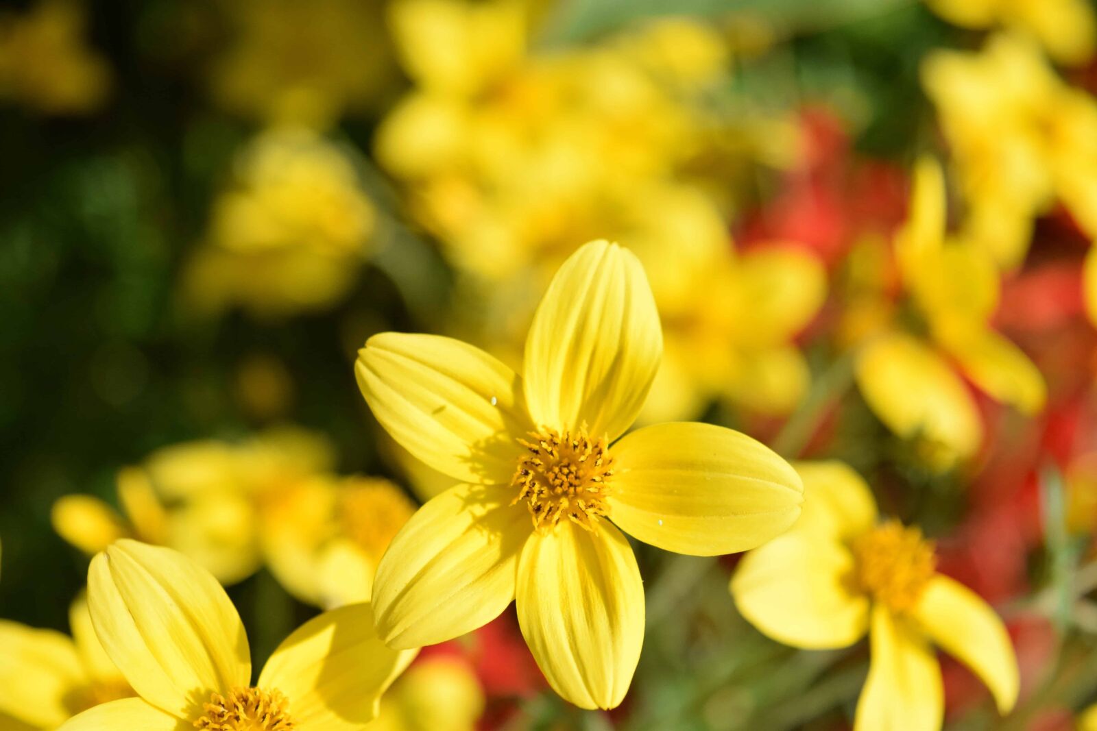 Nikon D3300 sample photo. Flora, nature, leaf, garden photography