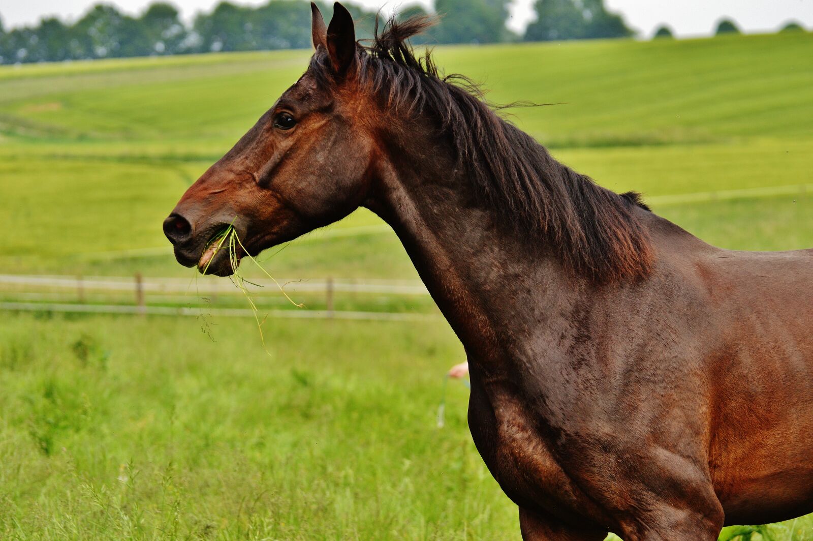 Nikon D3200 sample photo. Horses, coupling, stallion photography