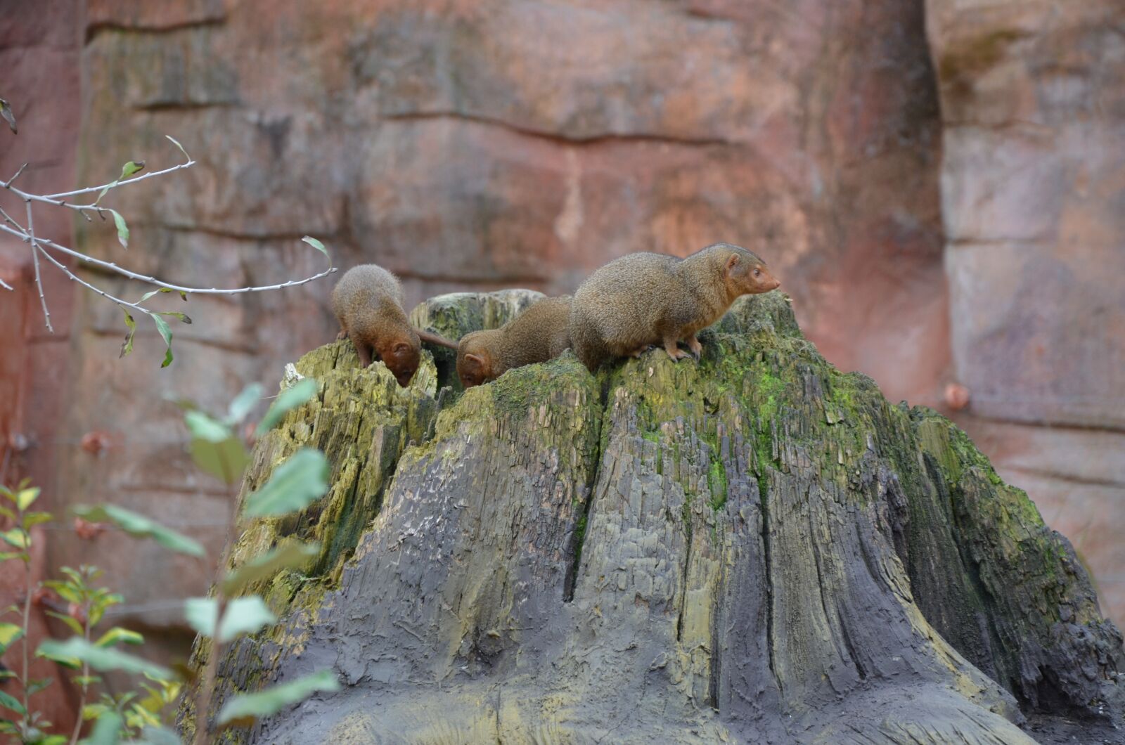 Nikon D5100 sample photo. Animals, zoo, meerkat photography
