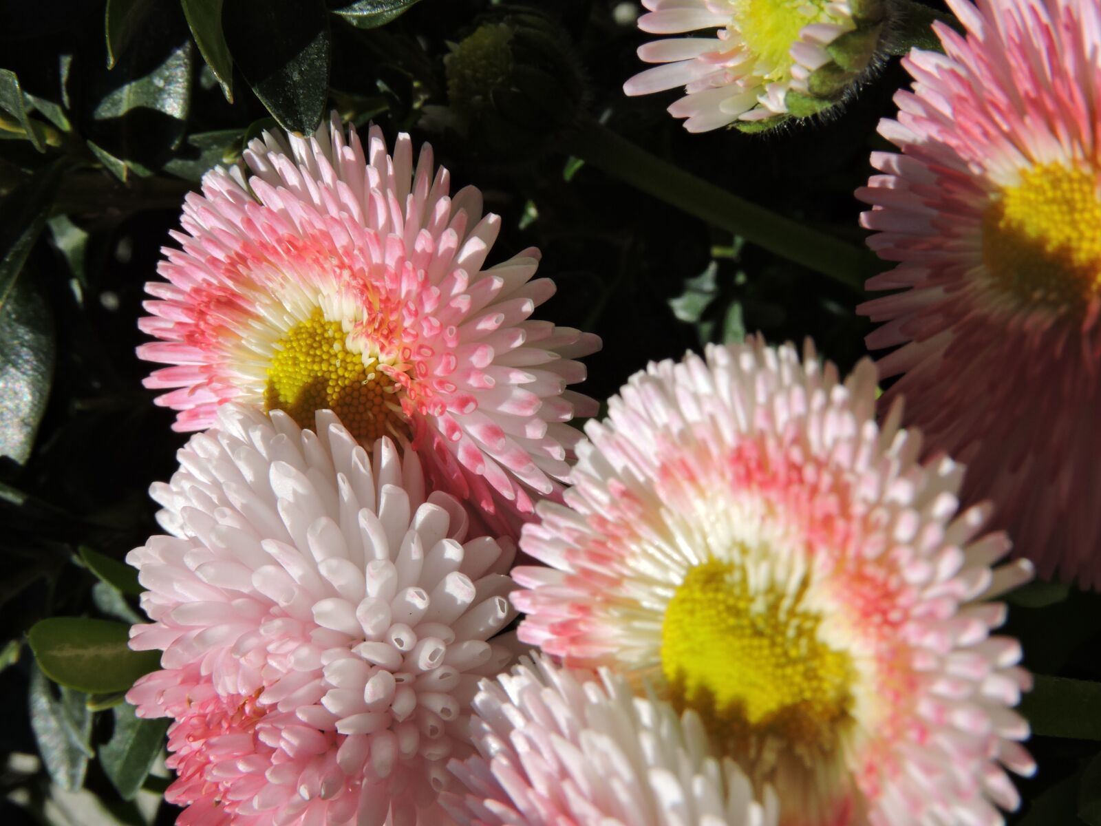 Nikon Coolpix P600 sample photo. Flower, pink, green photography