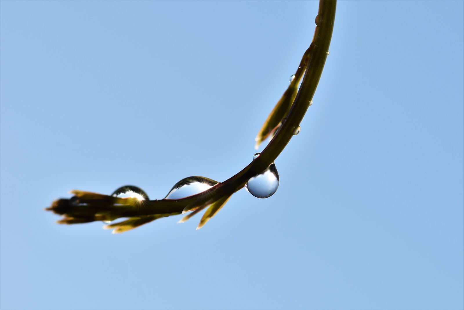 Nikon D5500 sample photo. Drop of water, raindrop photography