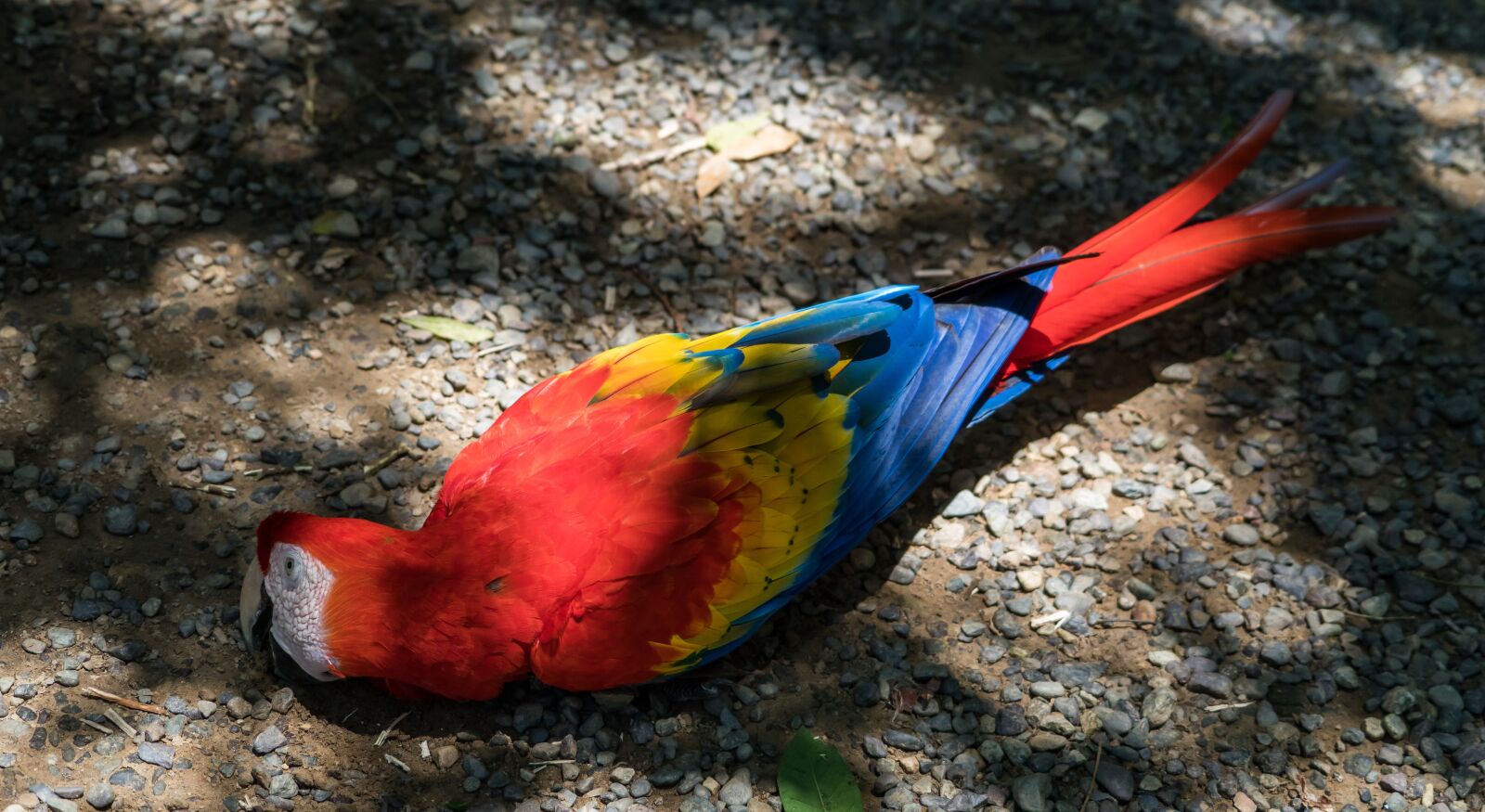 Sony a7R II + Sony FE 24-240mm F3.5-6.3 OSS sample photo. Macaw, bird, parrot photography