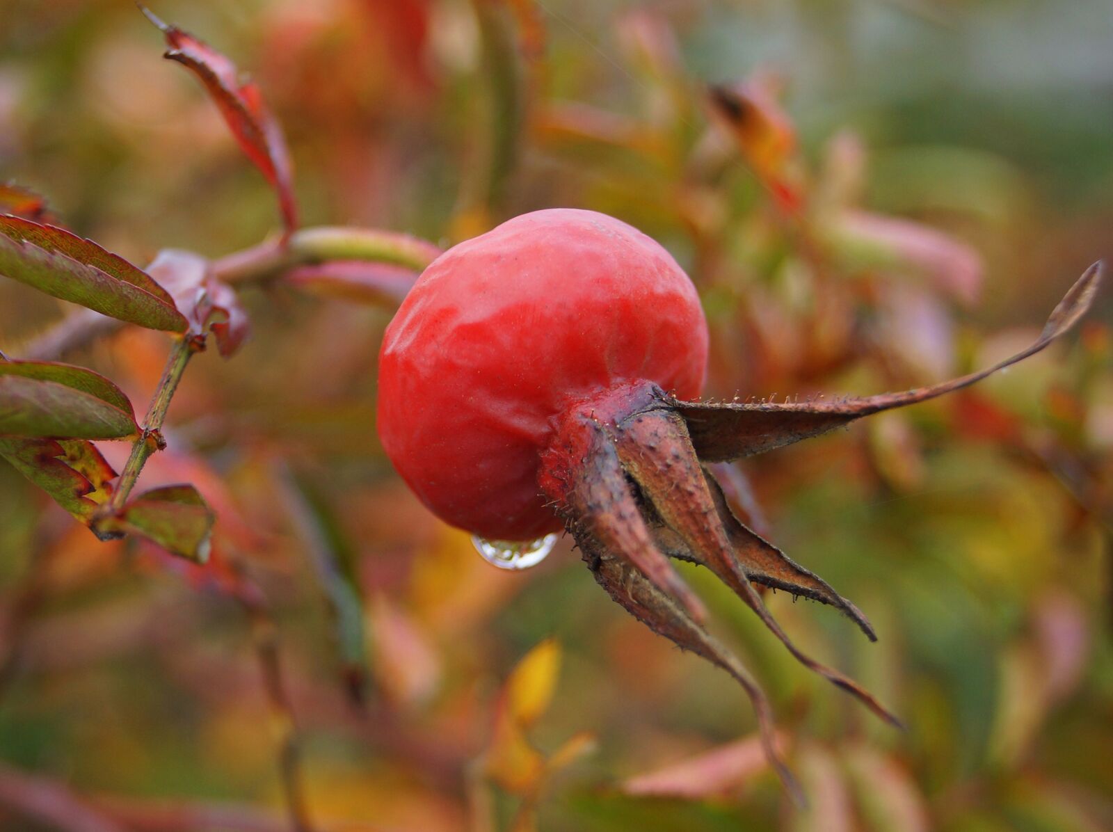 Sony SLT-A65 (SLT-A65V) sample photo. Rose hips, wild rose photography