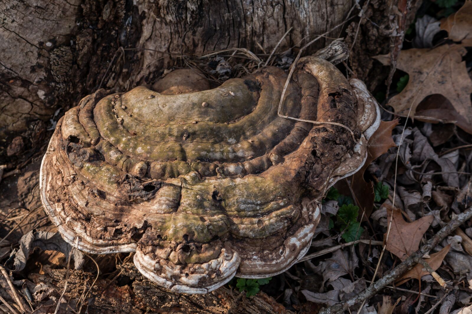 Canon EF-S 55-250mm F4-5.6 IS sample photo. Mushroom, nature, brown photography