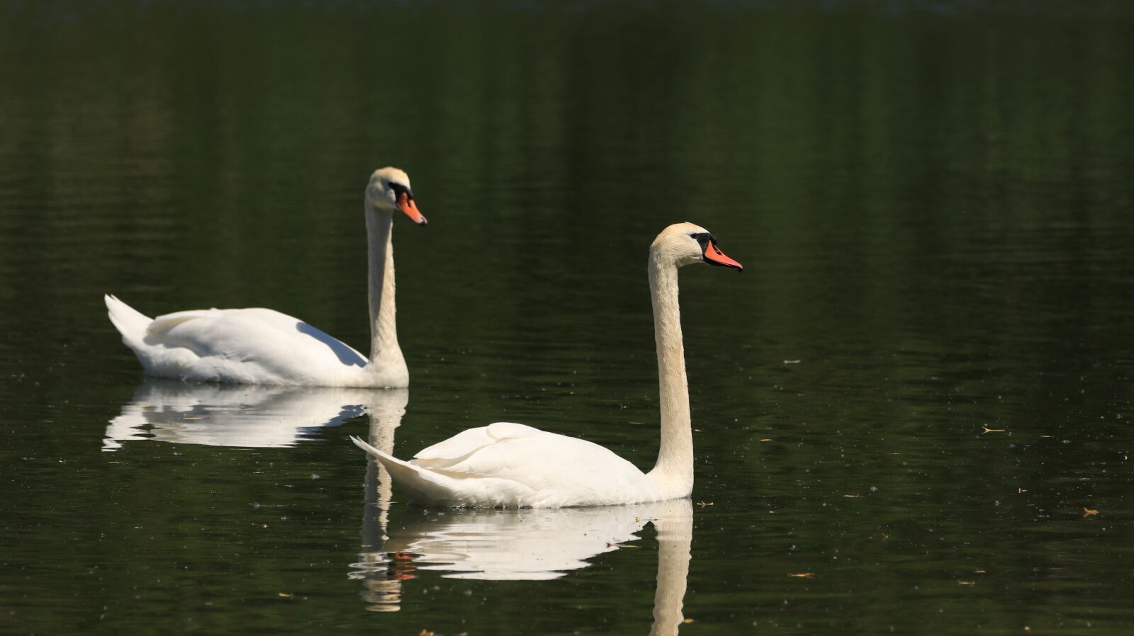 150-600mm F5-6.3 DG OS HSM | Contemporary 015 sample photo. Swan, lake, bird photography