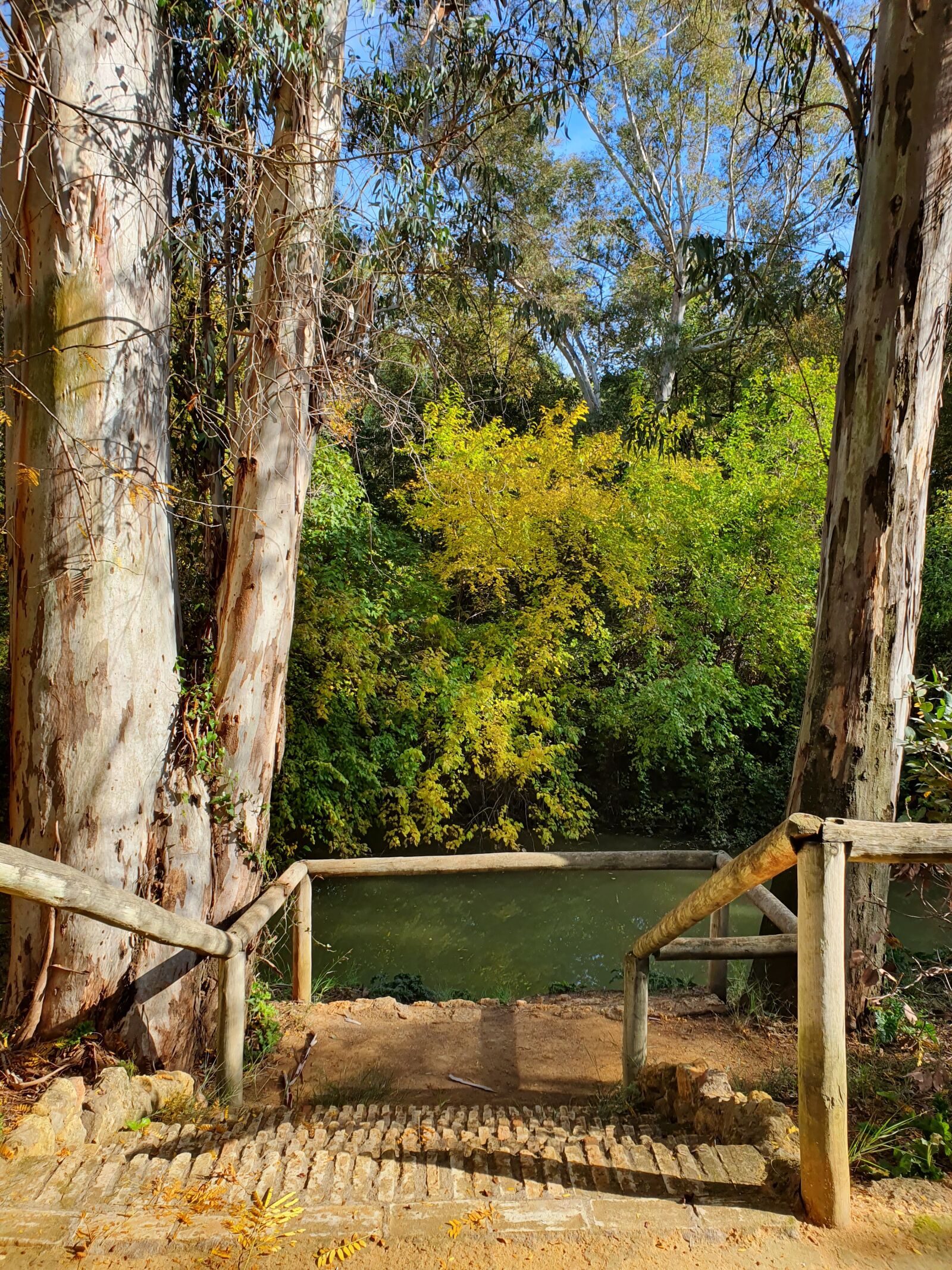Samsung Galaxy S10+ sample photo. Arboles, río, agua photography