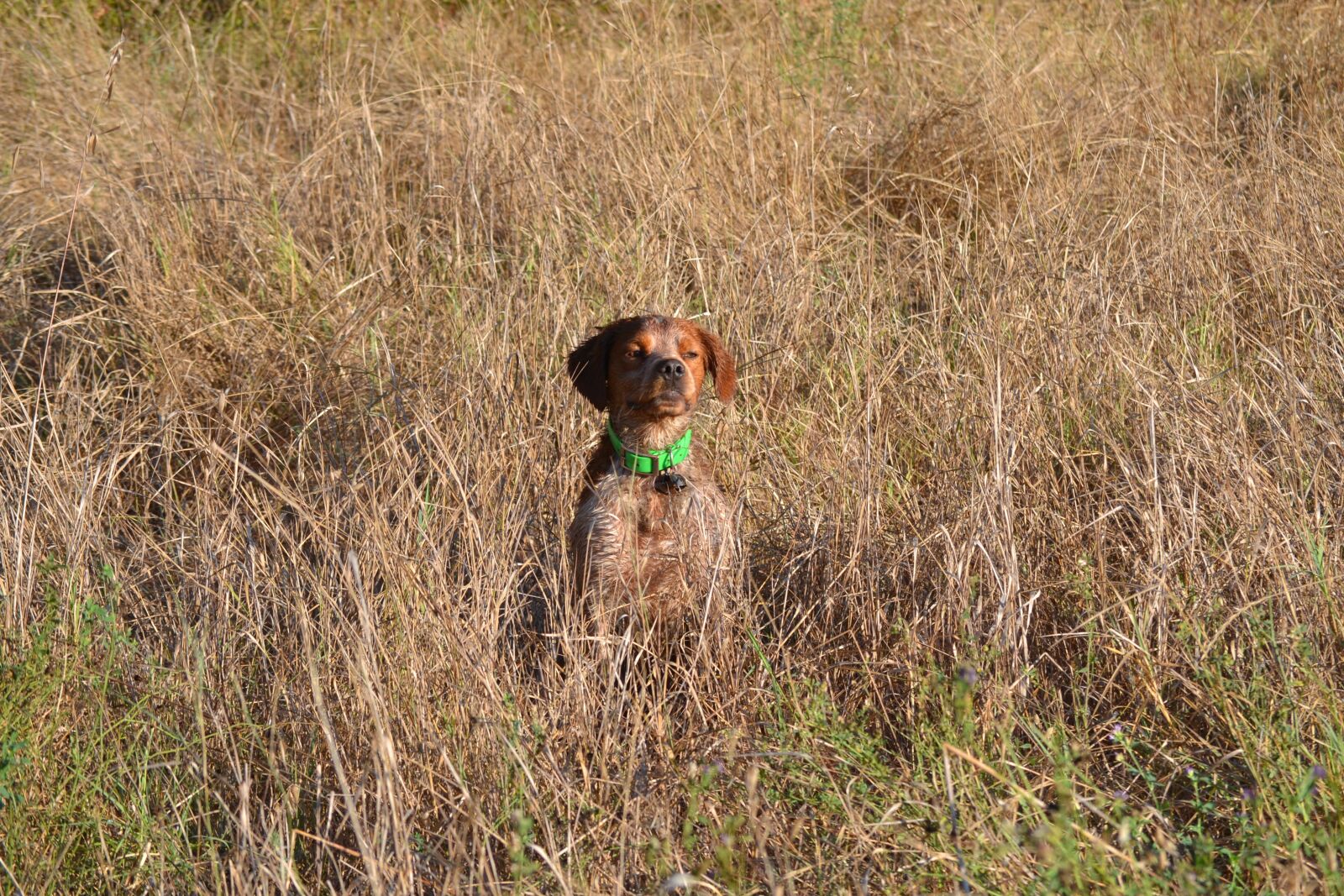 Nikon D3100 sample photo. Hunting, dog, breton photography