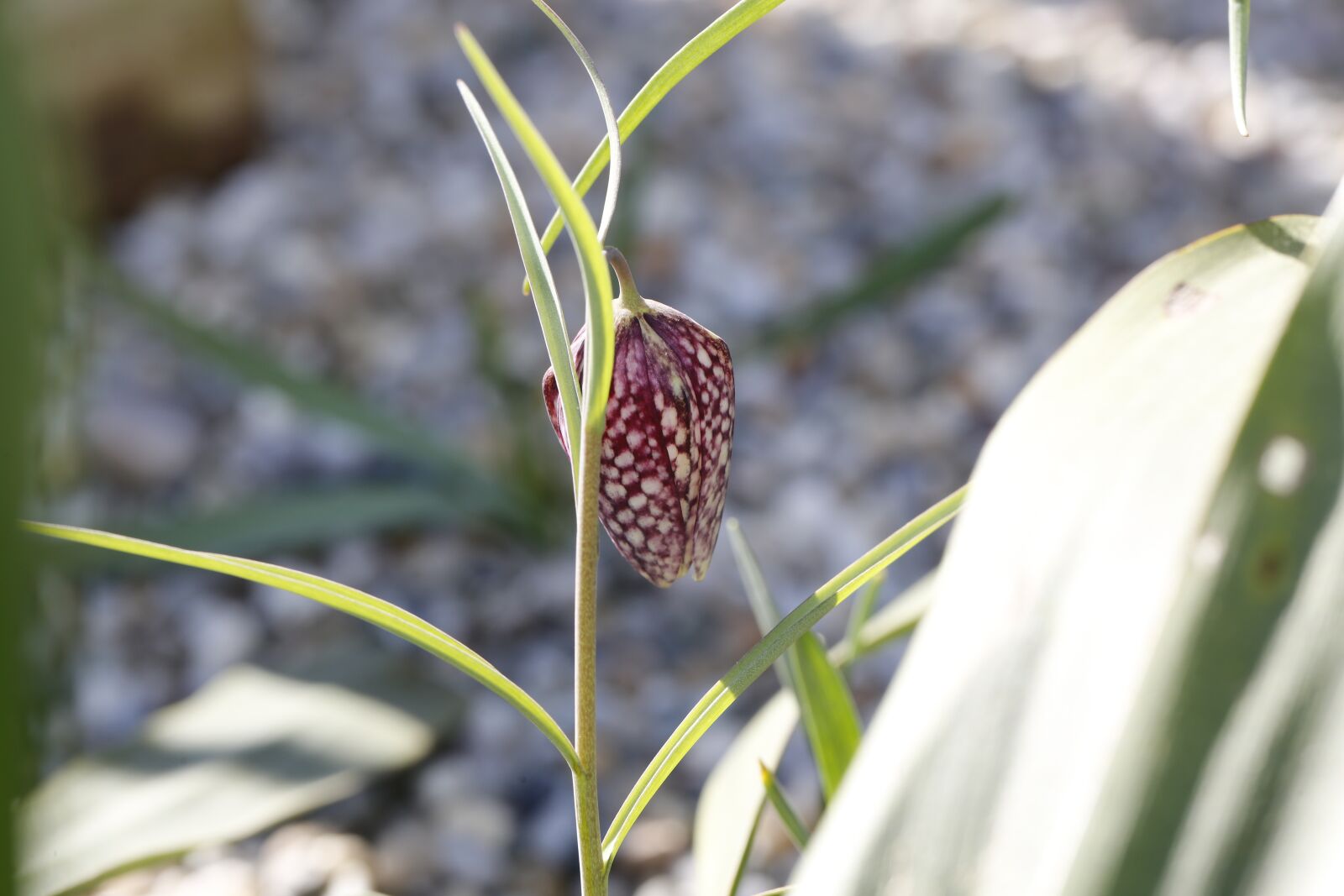 Canon EF 100mm F2.8L Macro IS USM sample photo. Spring, sprout, engine photography